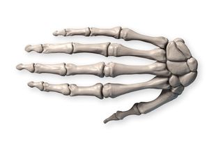 How to draw hands: image of hand bones
