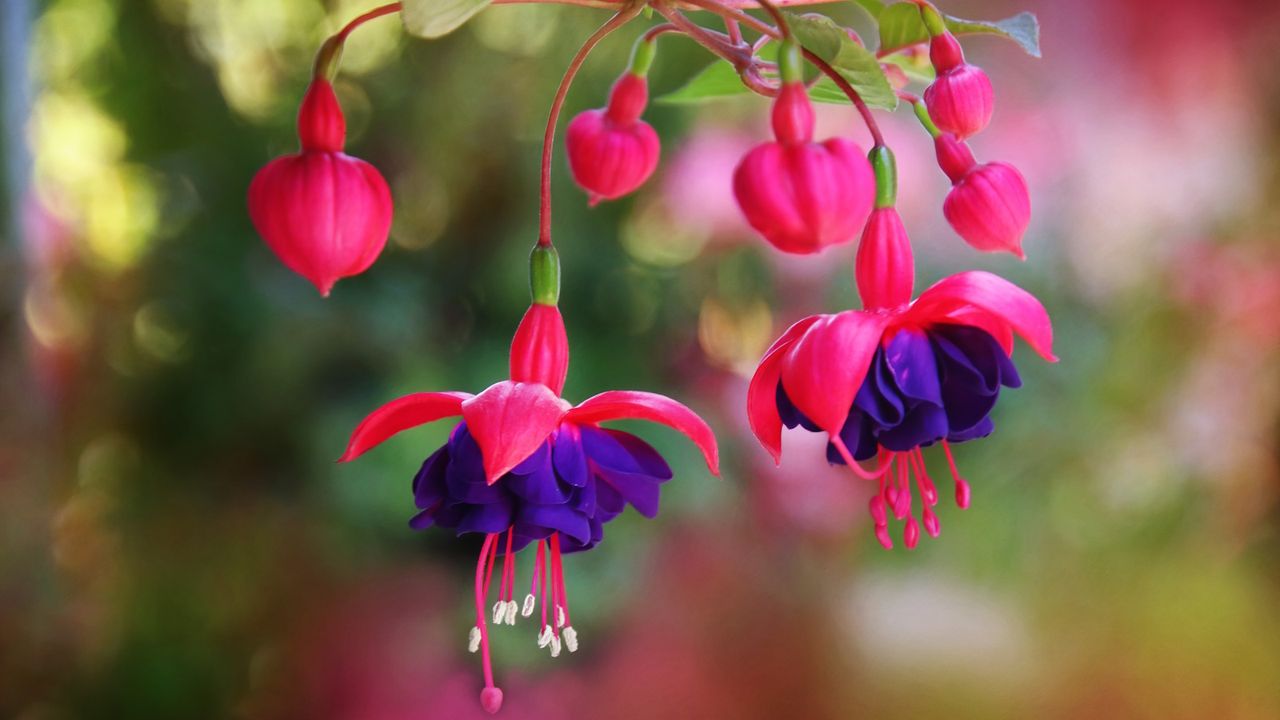 Pink and purple fuchsia blooms in a garden