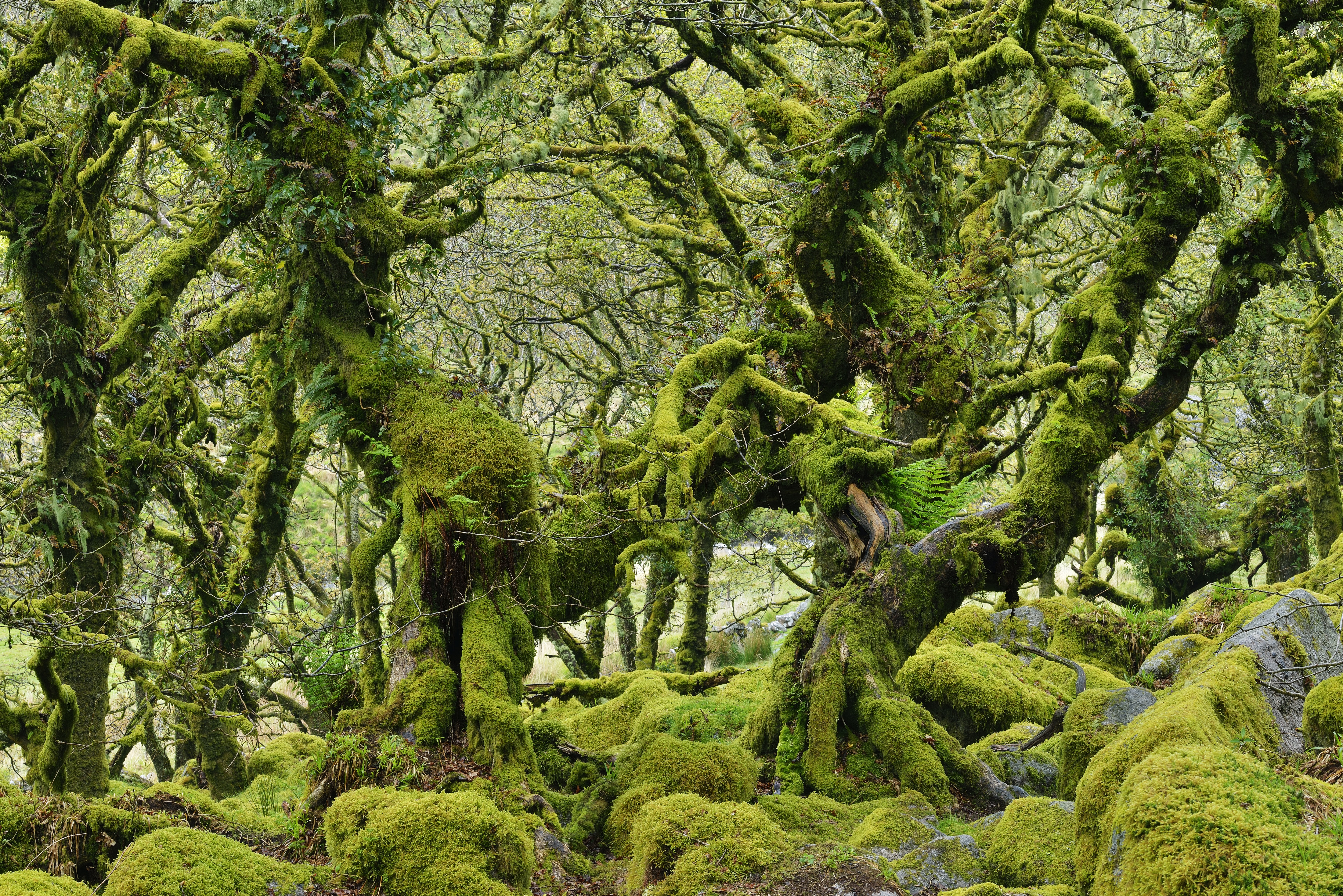 Green moss covered trees in Wistmans Wood