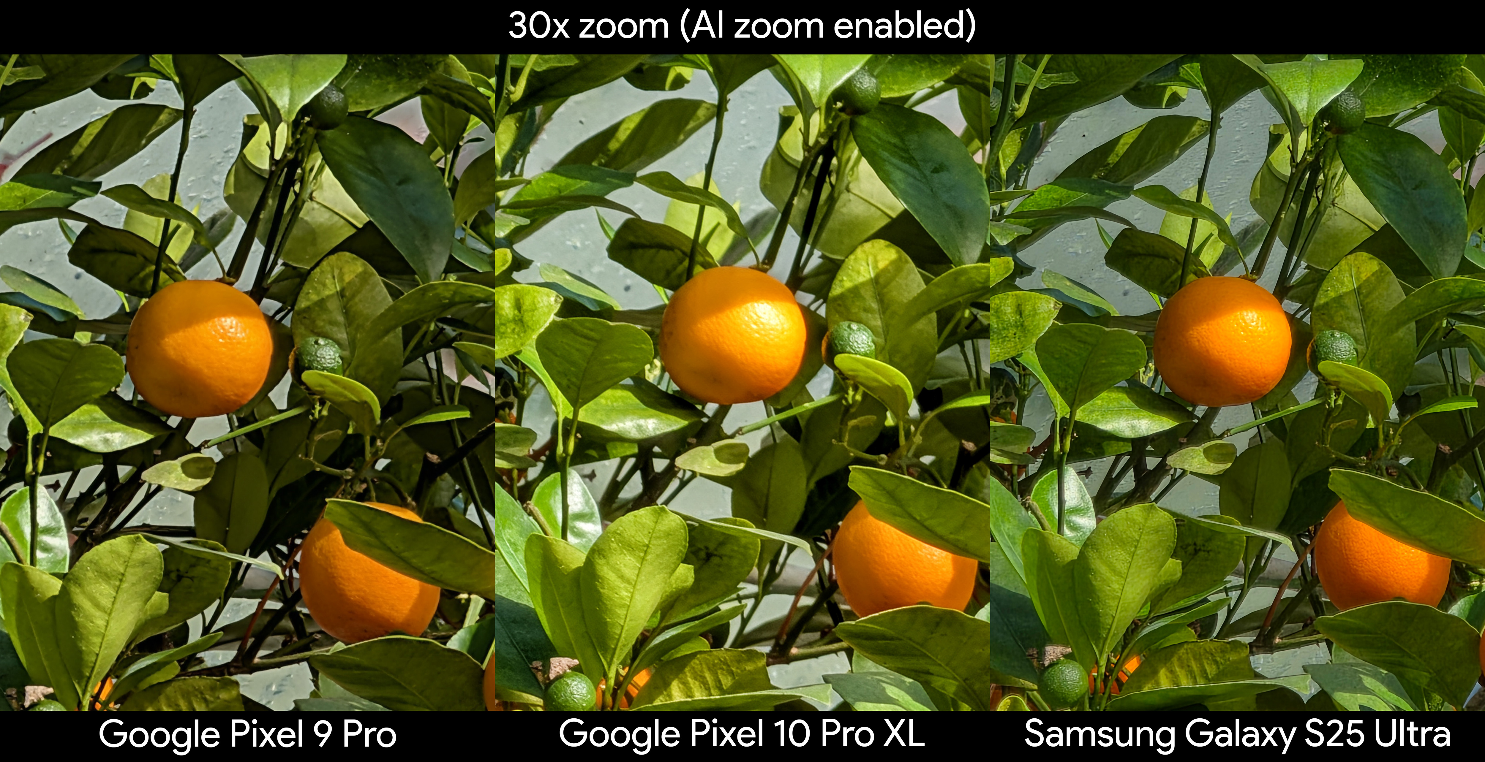 Comparing photos from the Google Pixel 10 Pro XL, Samsung Galaxy S25 Ultra, and Google Pixel 9 Pro XL of an orange bush at 30x zoom