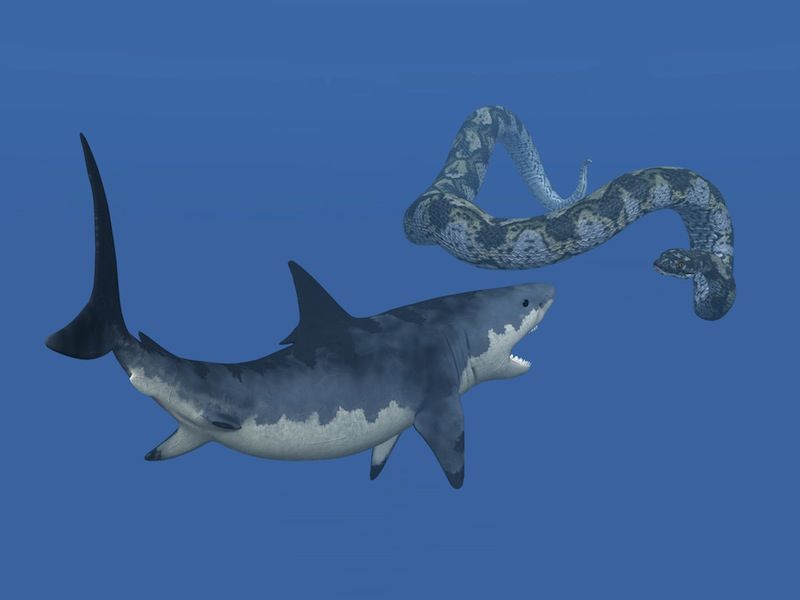 Megalodon Fighting Titanoboa