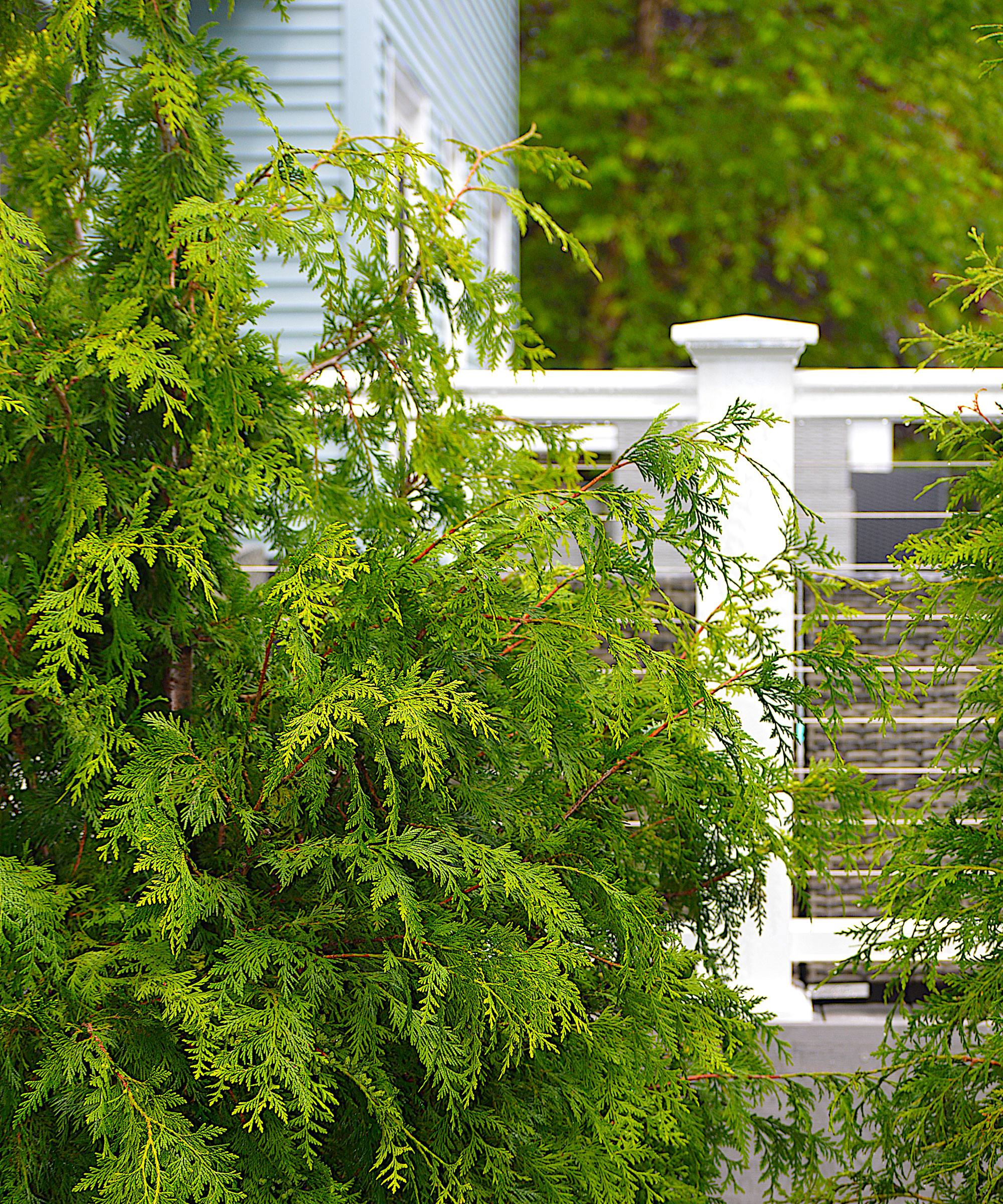 Green Giant arborvitae evergreen tree, garden steps and balustrade
