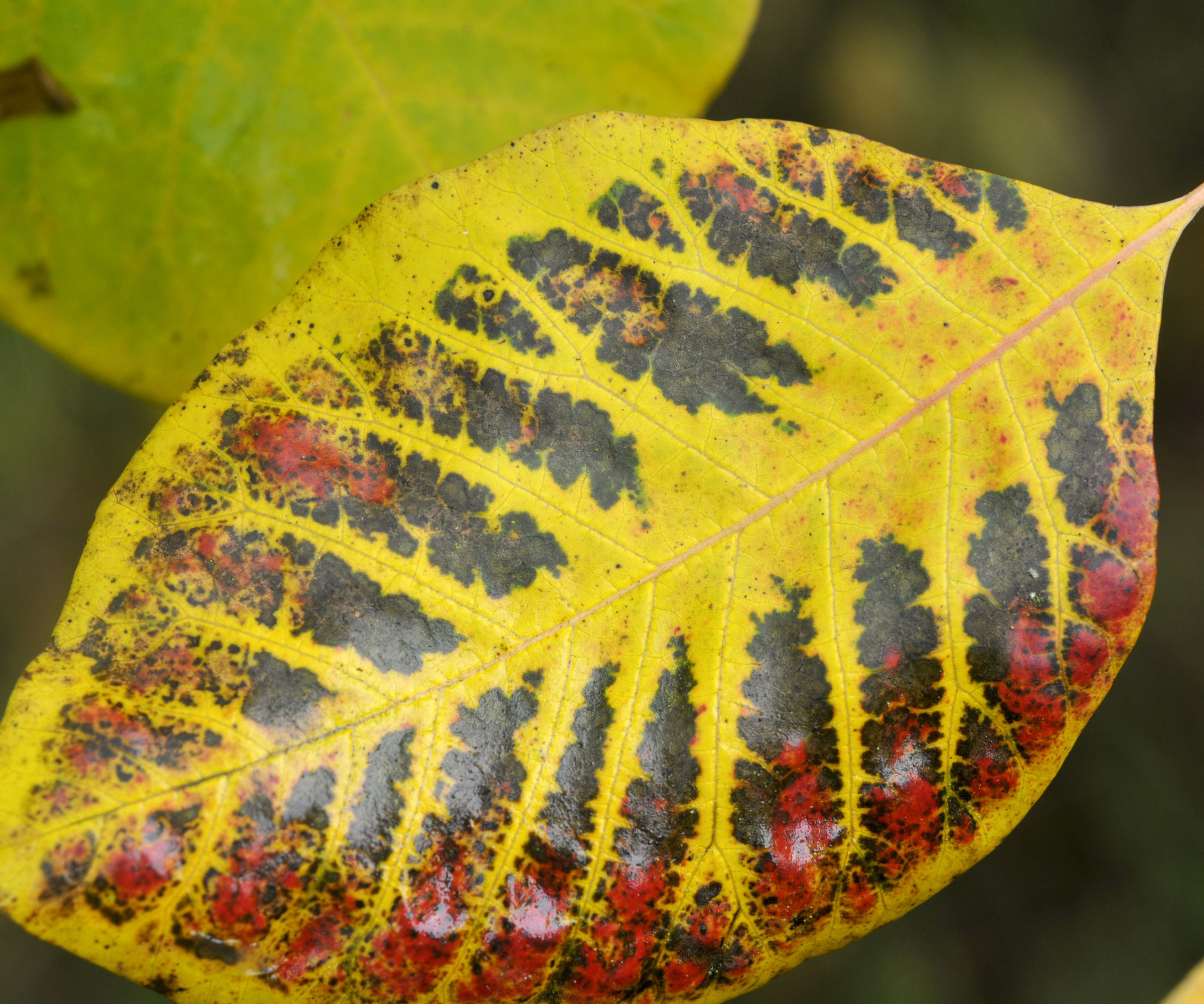 American smoke tree leaf showing signs of distress
