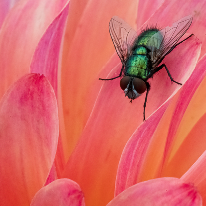 Close up fly on flower petal