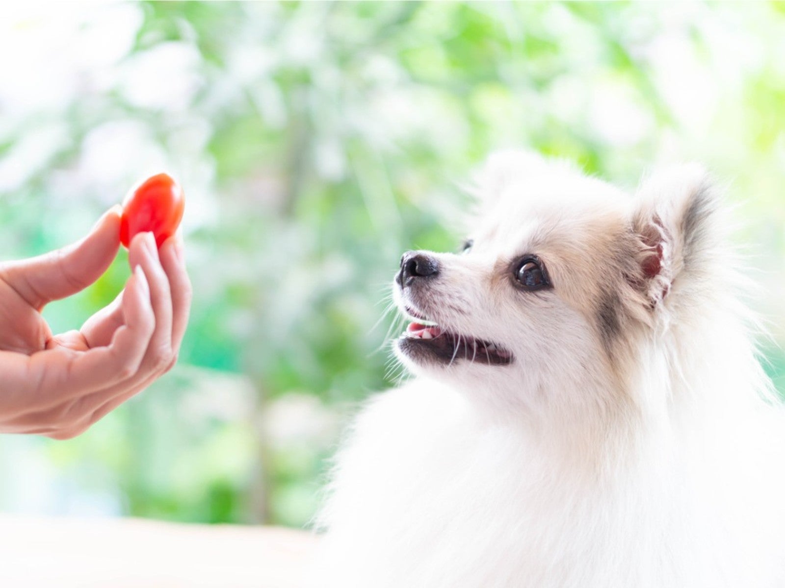 Dogs 2025 and tomatoes