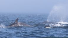 Whale watchers recently witnessed a lengthy battle between a group of transient killer whales and a pair of humpback whales in the Salish Sea.