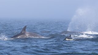 Whale watchers recently witnessed a lengthy battle between a group of transient killer whales and a pair of humpback whales in the Salish Sea.