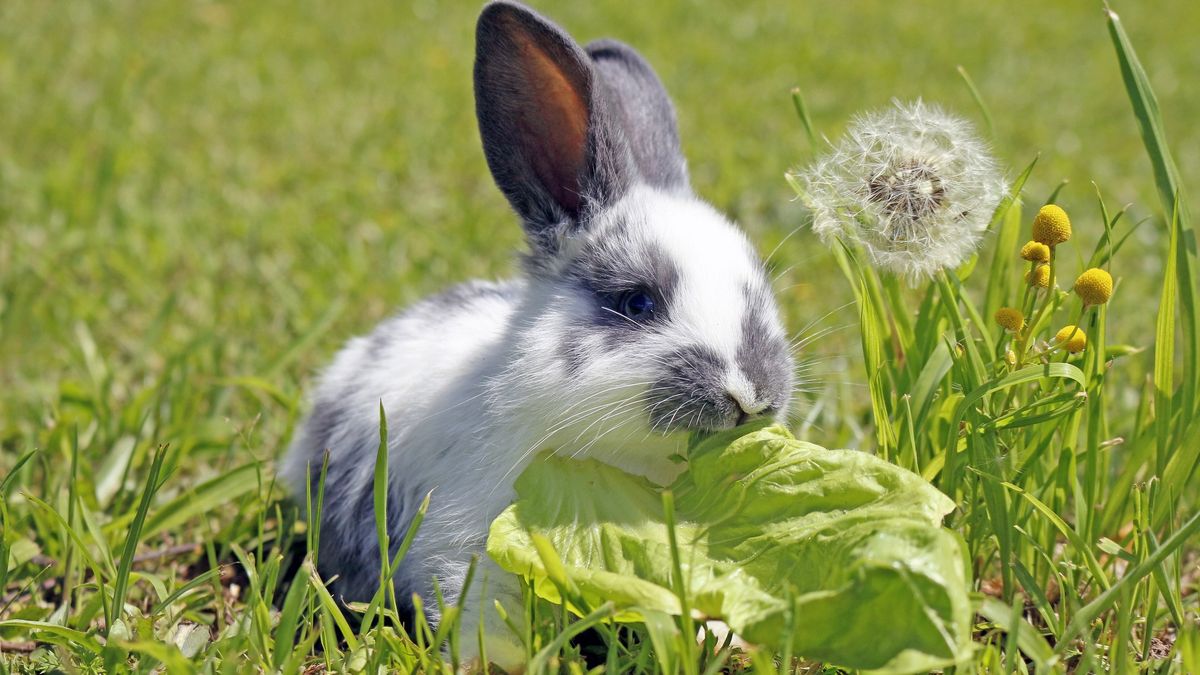 Rabbits may have a surprising source of calcium — eating their own ...