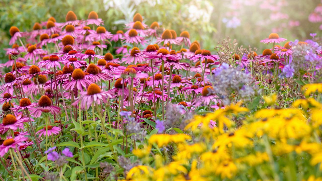 Variety of perennial flowers that bloom all summer