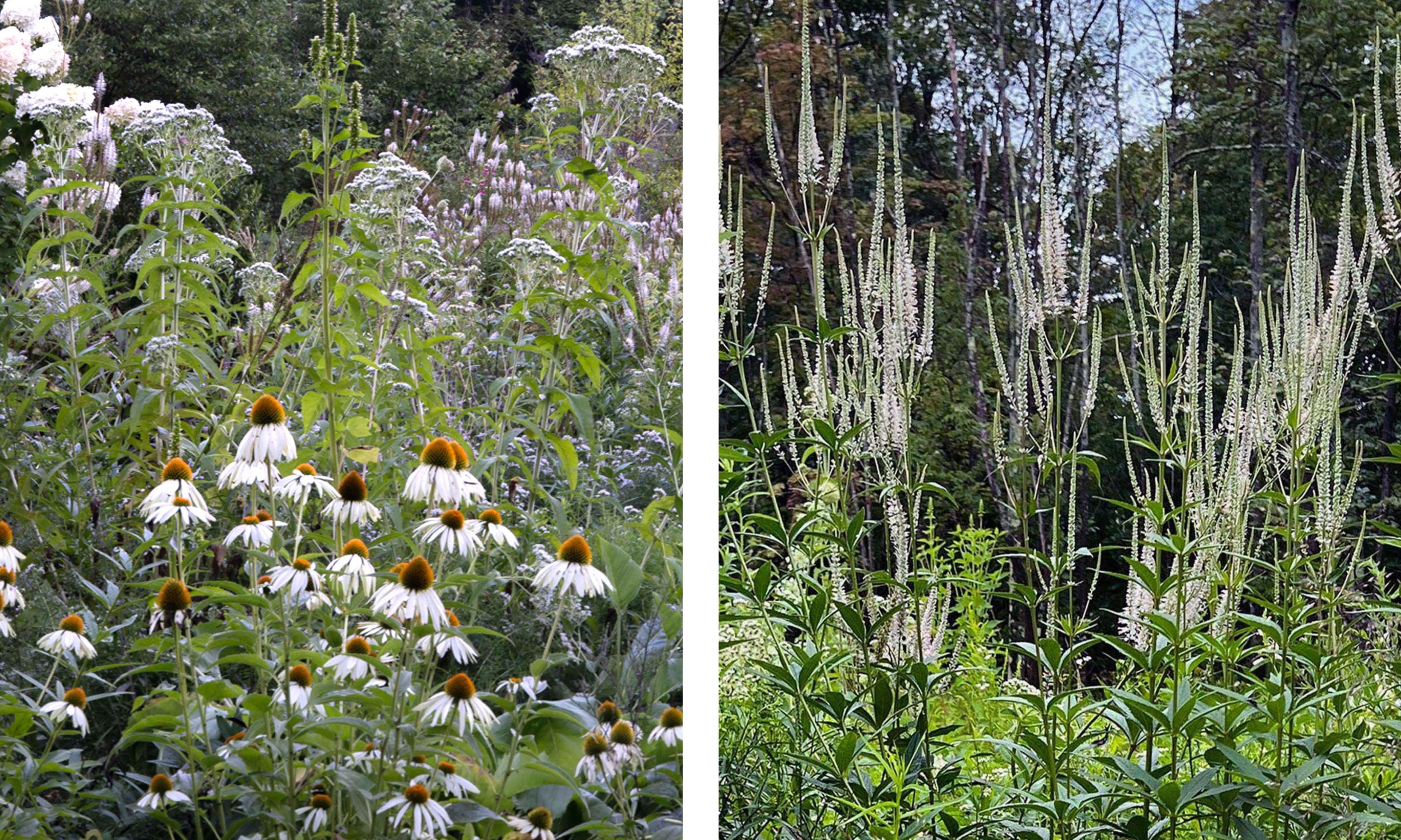 White echinacea and veronicastrum blooming in a Catskills garden, surrounded by lush shrubs and trees
