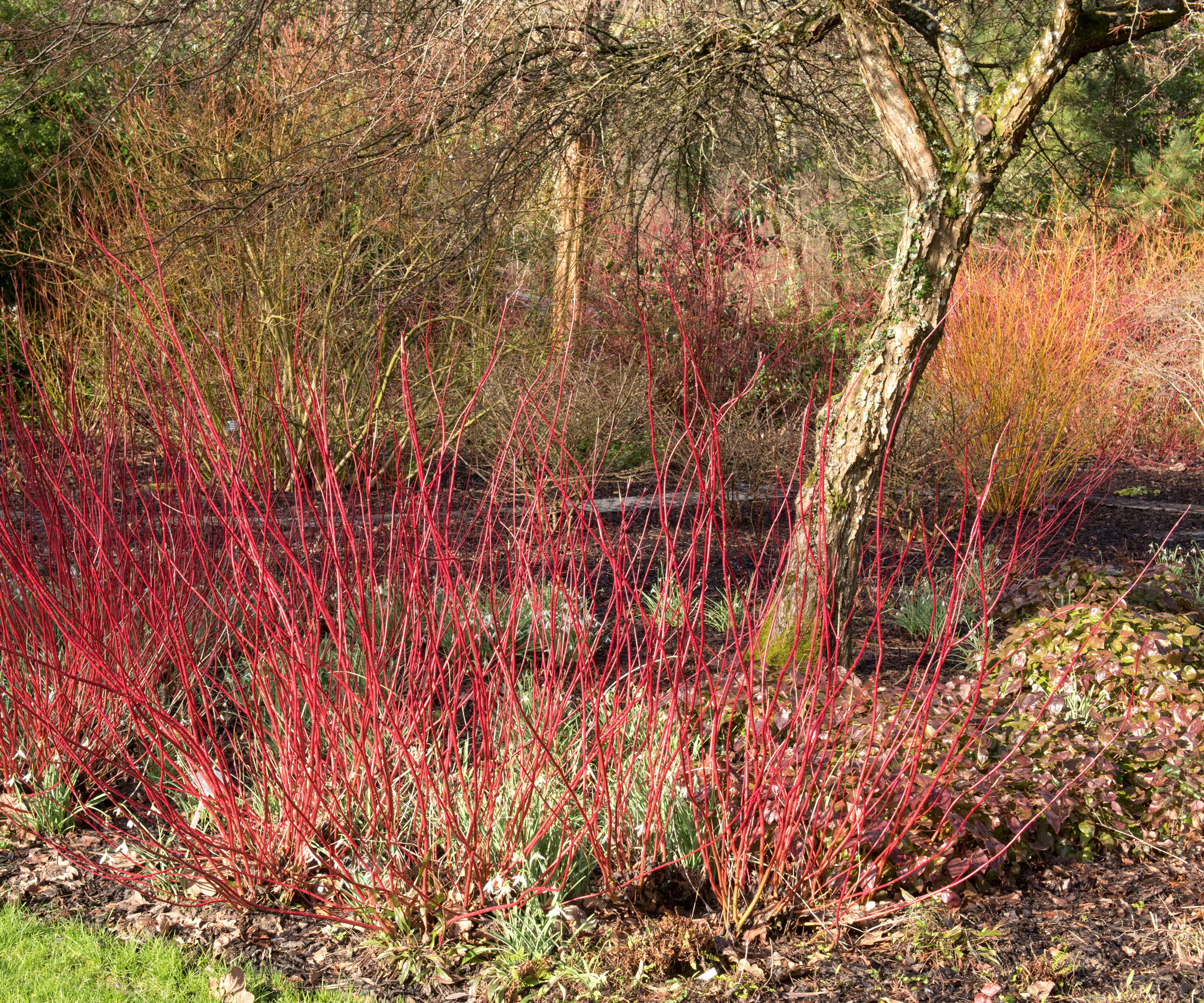 red twig dogwood shrub growing after pruning