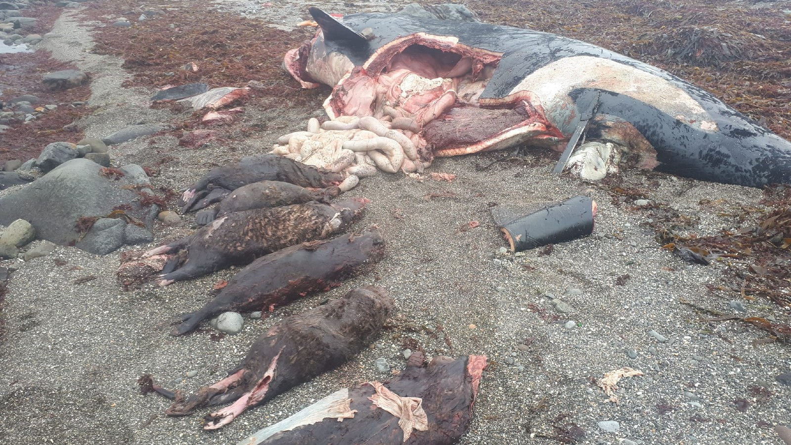 Stranded killer whale laying on the beach opposite 6 otters that were found inside its stomach