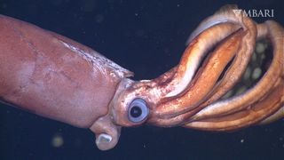 Deep-sea squid brooding its eggs