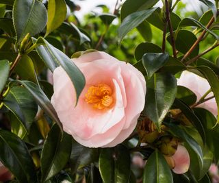 camellia showing pink flower