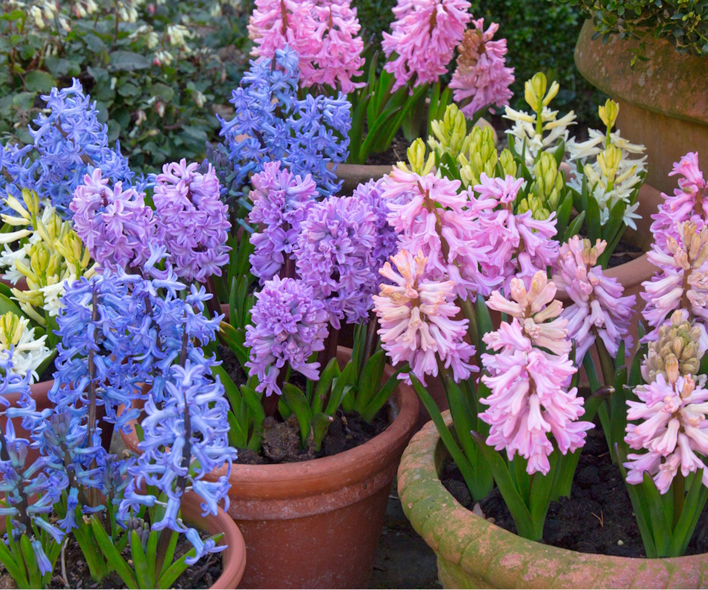 Hyacinths in terracotta pots