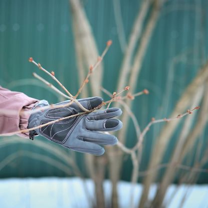 gloved hand in winter garden, pruning 