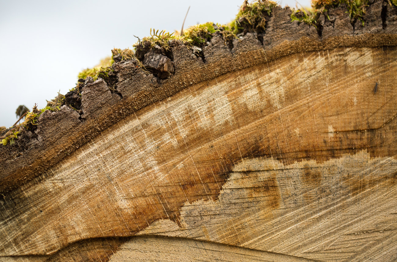 Close-up shot of a cross-section of oak wood