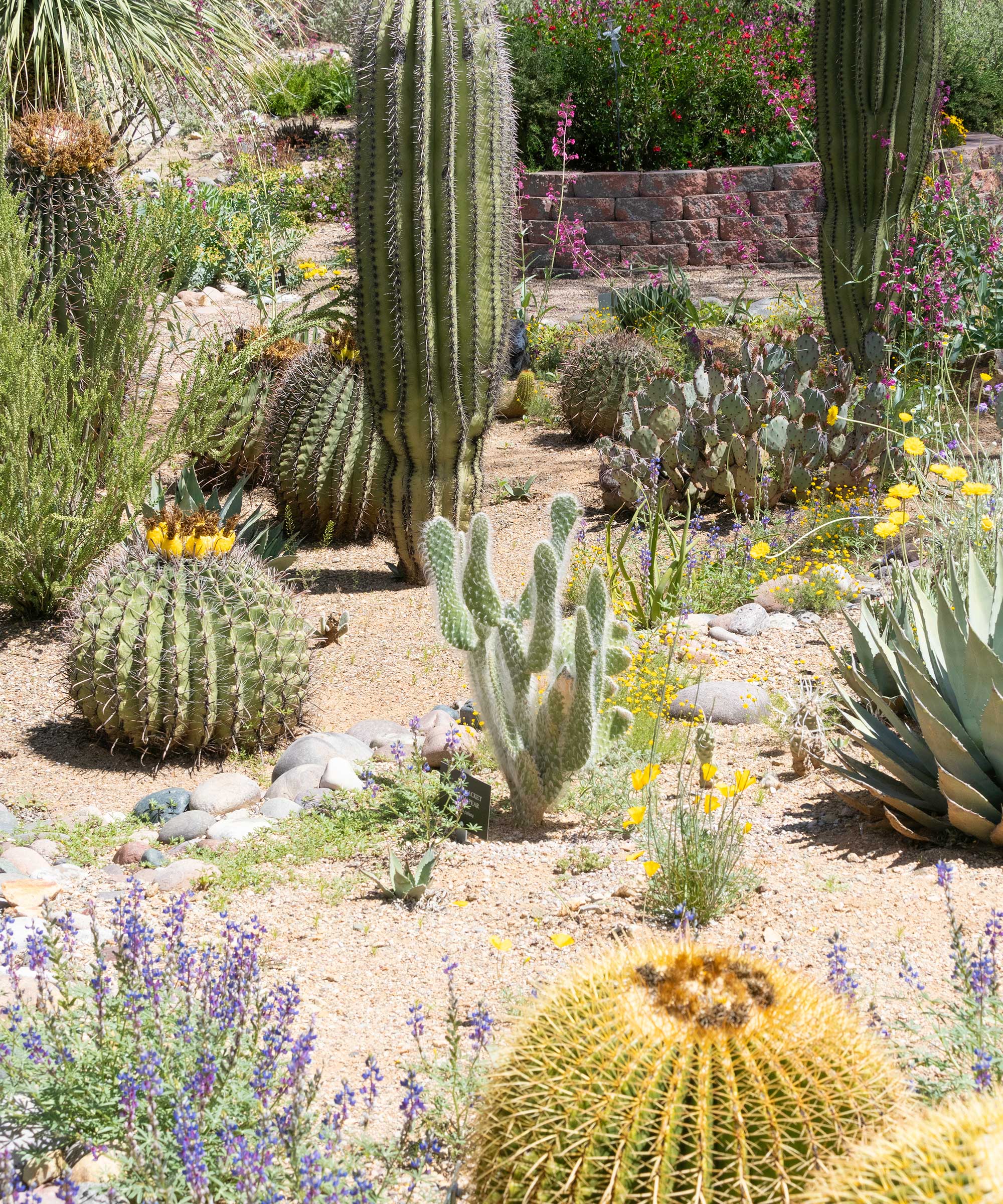 xeriscaping with cacti