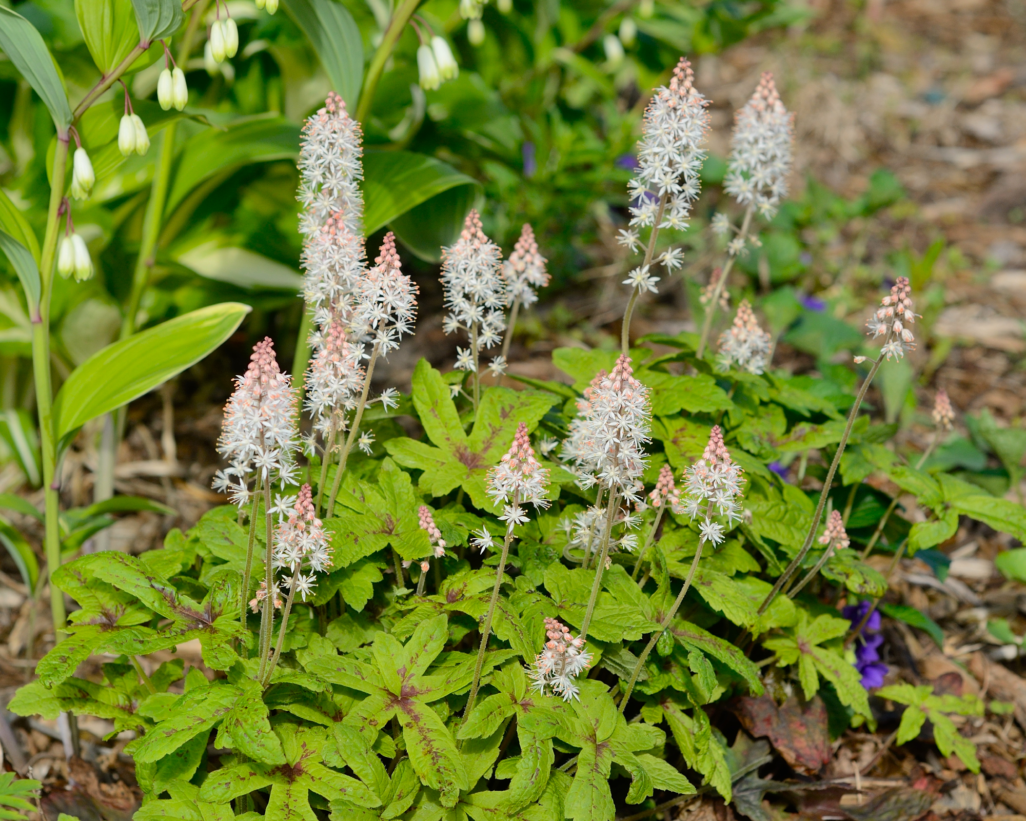 foamflower and solomon's seal in garden