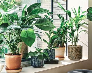 houseplants displayed in window