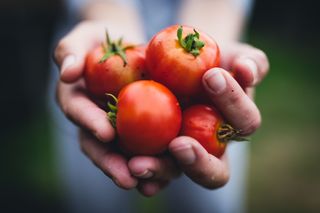 Benefits of organic food: Person holding a handful of tomatoes