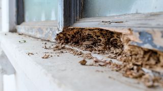 Window frame damage from termites