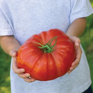 homegrown large tomato
