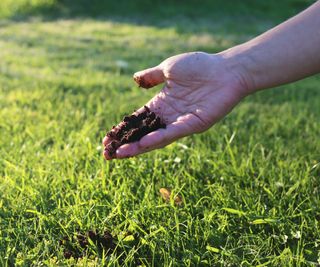 putting coffee grounds on grass
