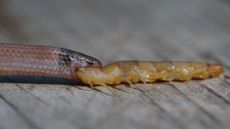 When a visitor to a state park on Key Largo found the snake, the dead reptile had a giant centipede stuck in its throat.