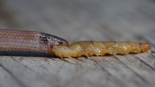 When a visitor to a state park on Key Largo found the snake, the dead reptile had a giant centipede stuck in its throat.