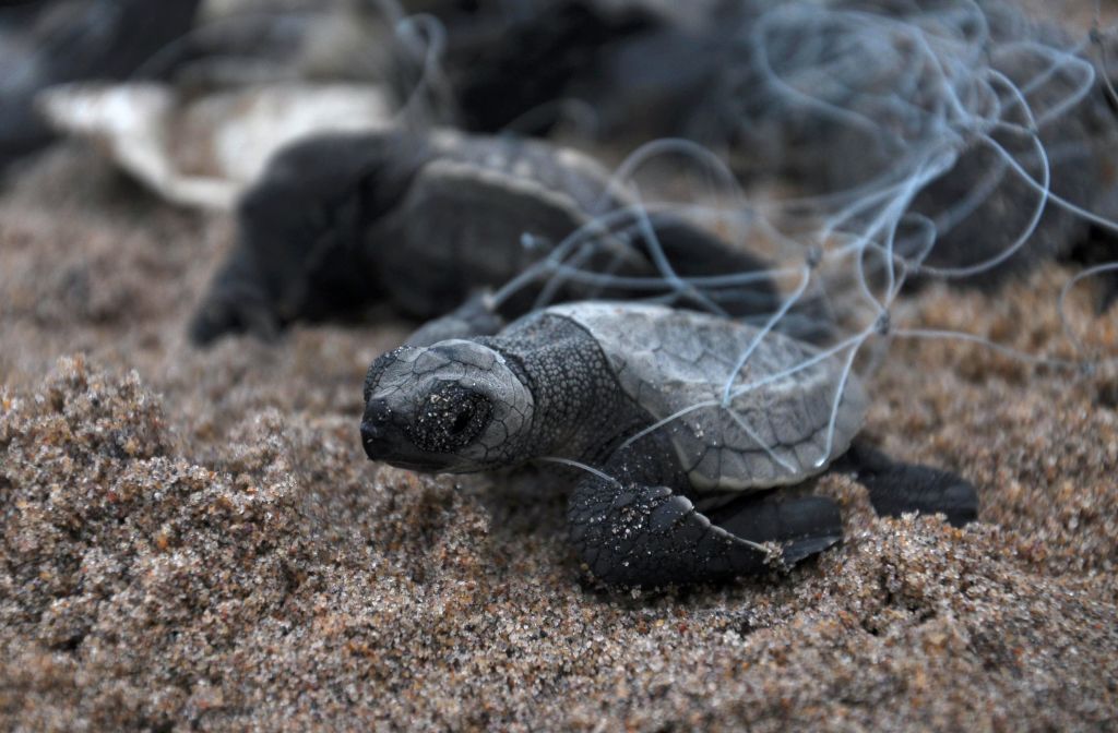 Turtle caught in net.