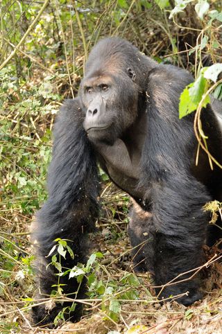 grauer's gorillas