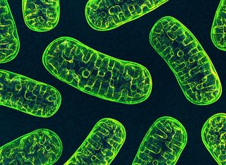 Mitochondria