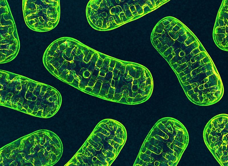 Mitochondria 