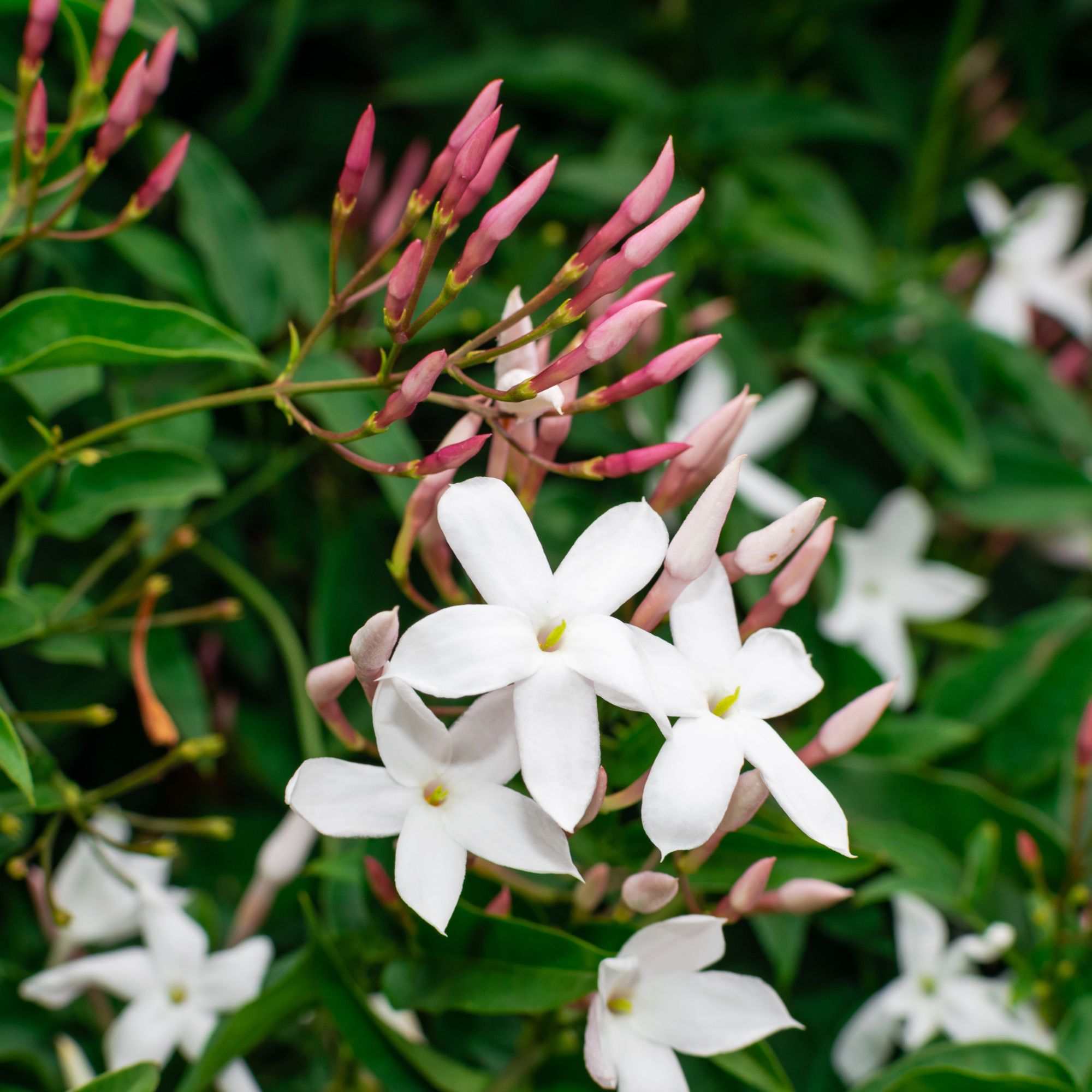 Flowering common jasmine