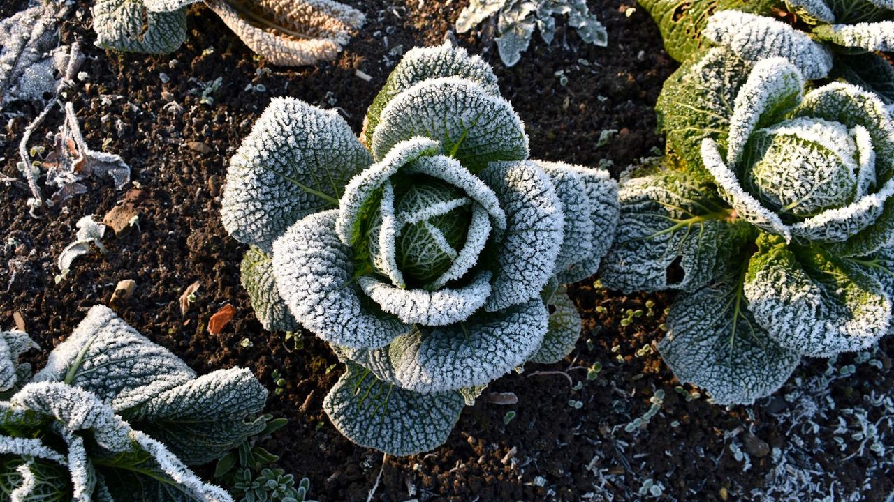 Frozen cabbages in a vegetable garden in winter