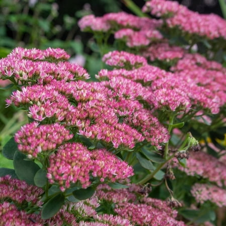 Sedum Autumn Joy Plants, 2 Live Perennials in 4 in Pots, Drought Tolerant
