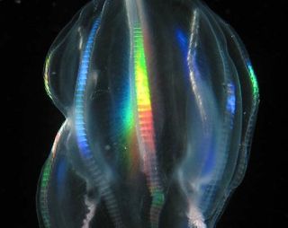 Light refracts off a comb-jelly, a species found in the Arctic, producing stripes of rainbow color. Polar waters are home to many species seen nowhere else on earth.