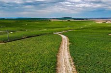 Vineyards in Champagne