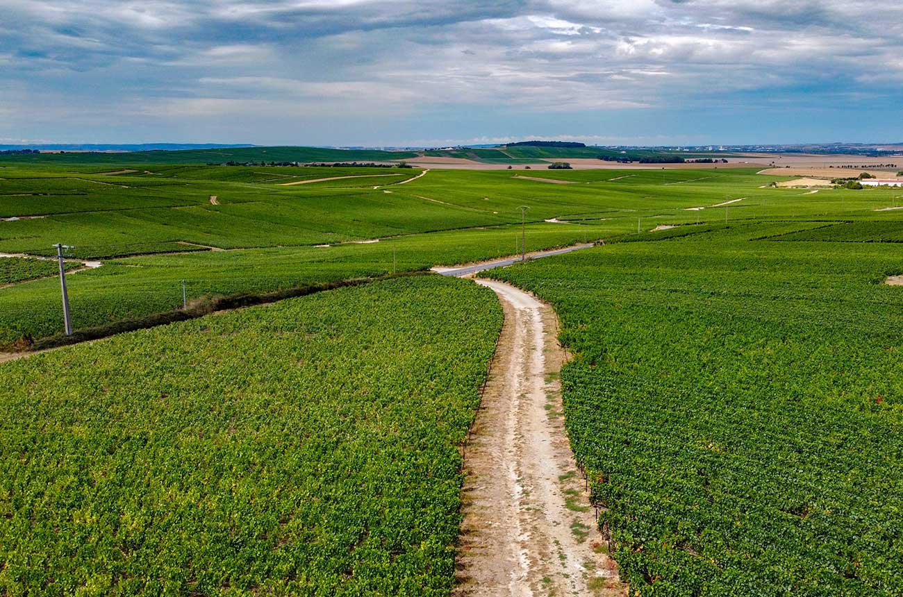 Vineyards in Champagne