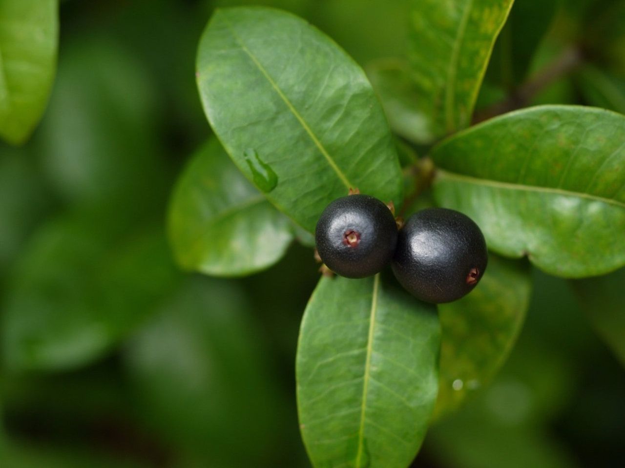 Severinia Buxifolia Evergreen Shrub