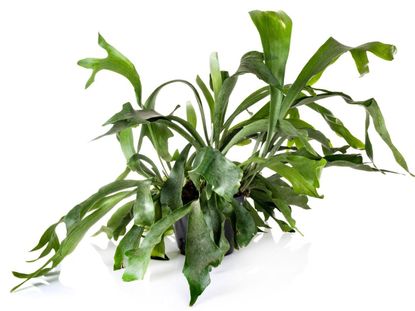 Staghorn Fern