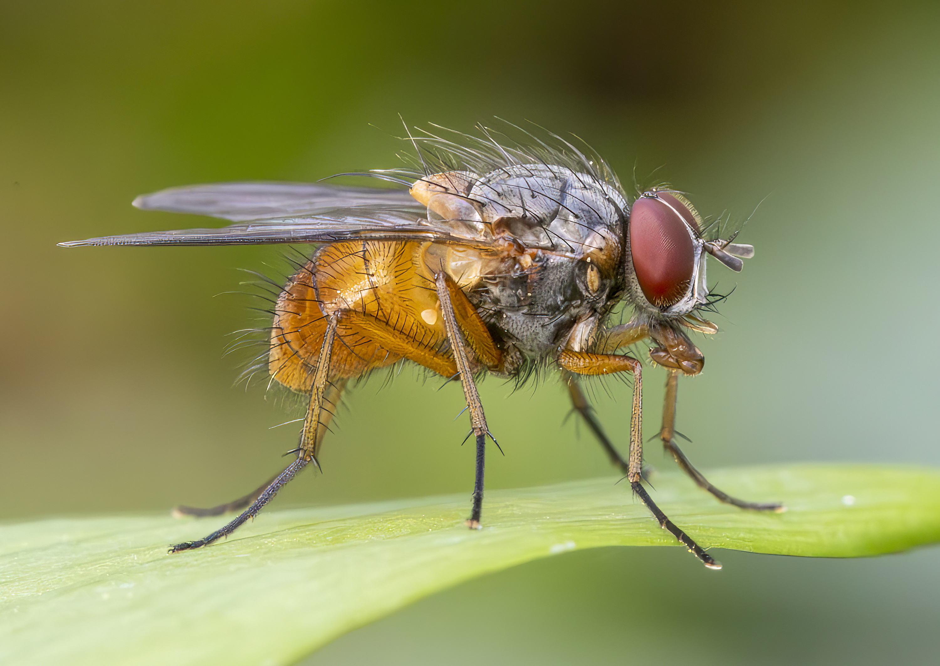 Close-up of a brown fly with red eyes resting on a green leaf, showcasing detailed features like fine hairs and wings