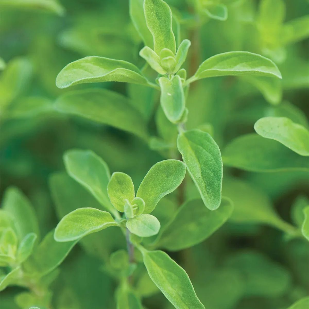 Marjoram seeds