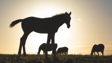 HAH00.lb_FOALSTOCKSHOOT.FOAL_STOCK_SHOOT_BOOTS_AND_HOOVES_FUTURE_OWNS20240809_0988.jpg