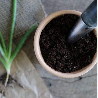 aloe vera pup being repotting in pot with soil and dibber