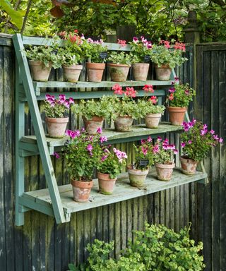 Plant theatre displaying geraniums