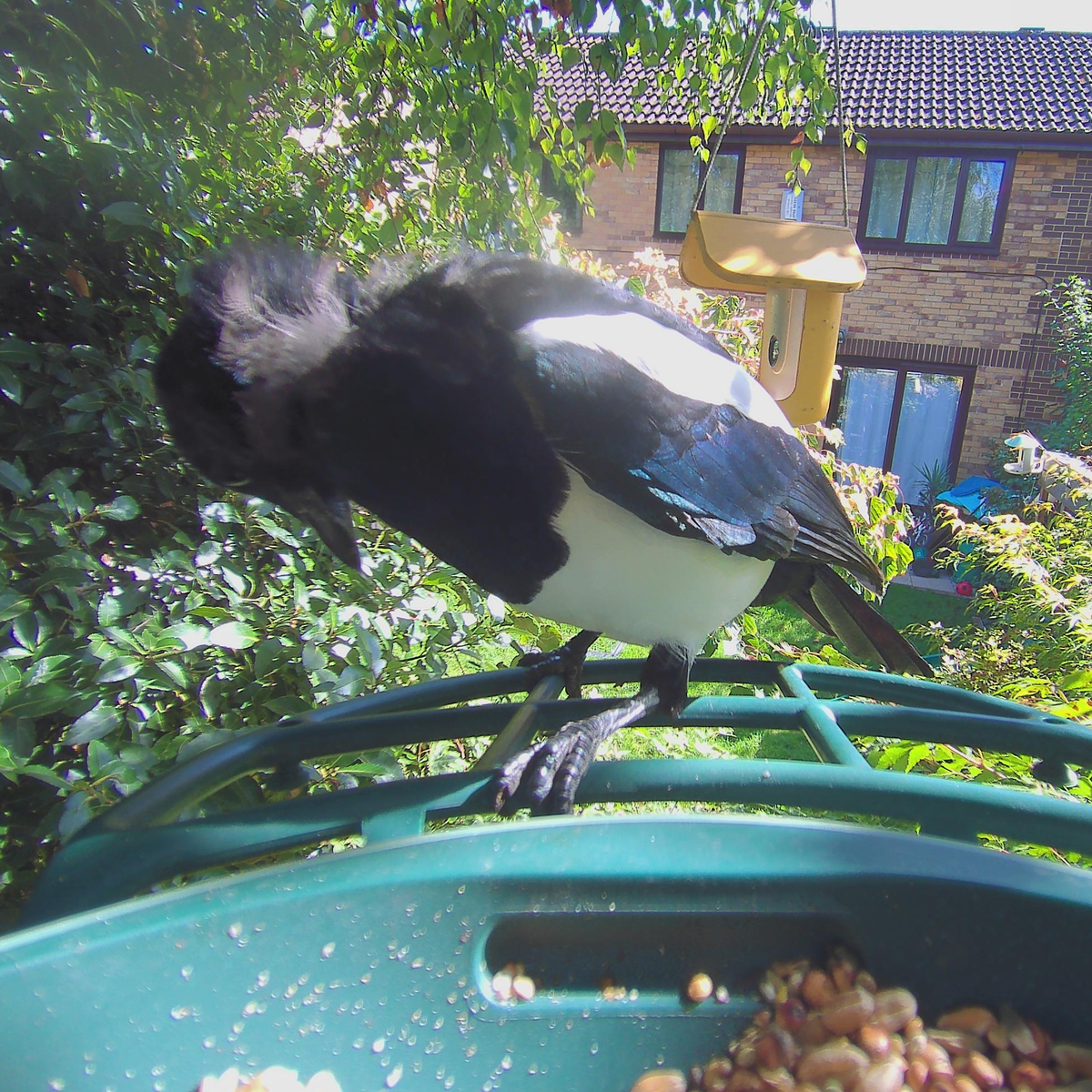 Sample images from the Kiwibit Beako birdfeeder