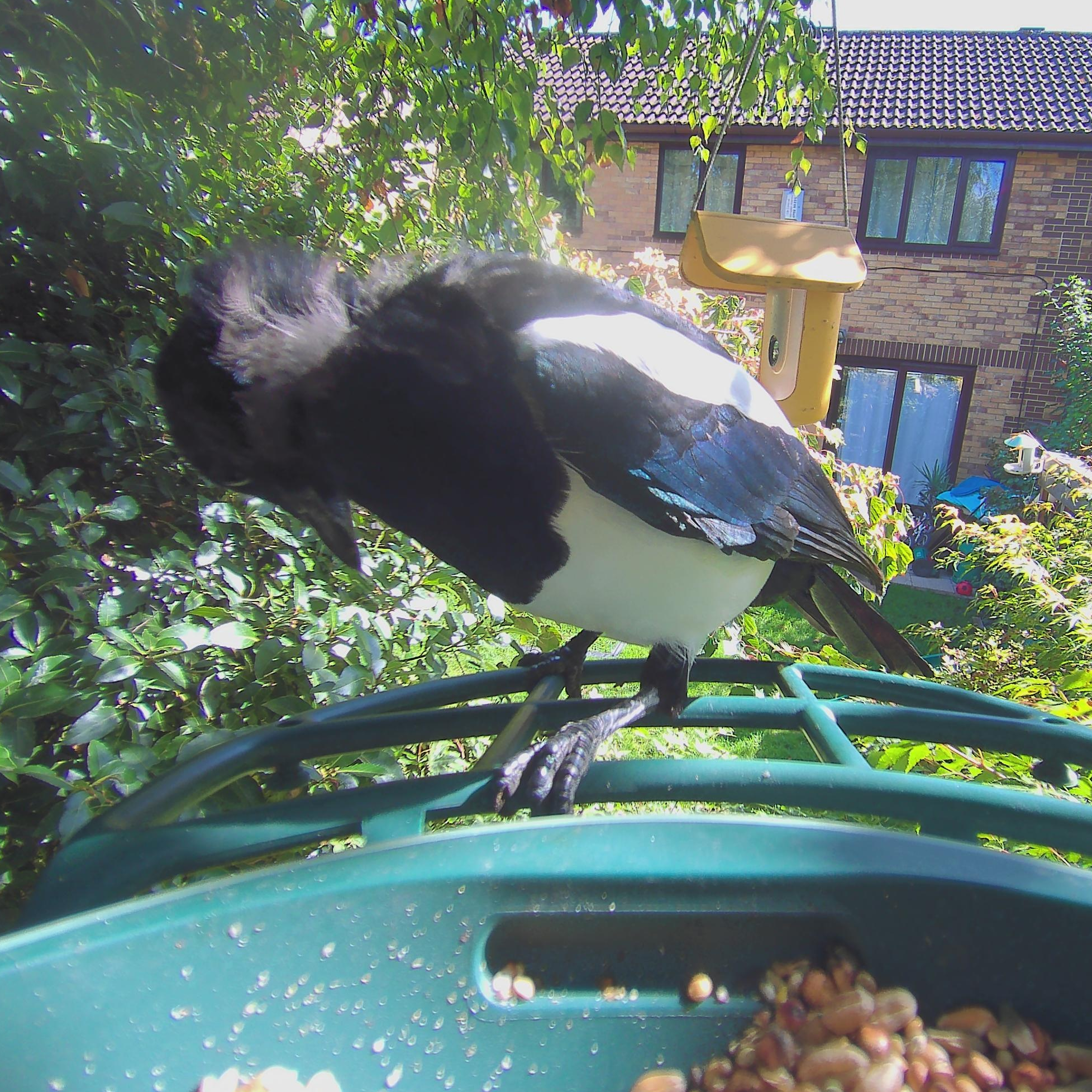 Sample images from the Kiwibit Beako birdfeeder