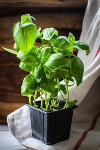 basil planting growing in a pot inside